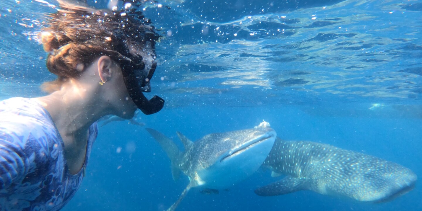 Dive into Adventure: The Ultimate Sumbawa Whale Shark Tour Experience