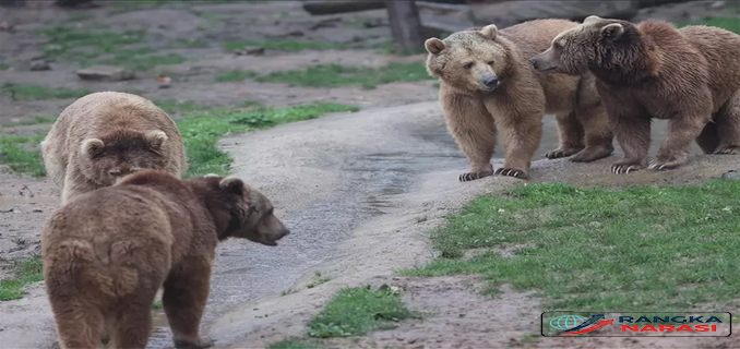 Jepang Manfaatkan Teknologi Drone dan AI untuk Cegah Serangan Beruang